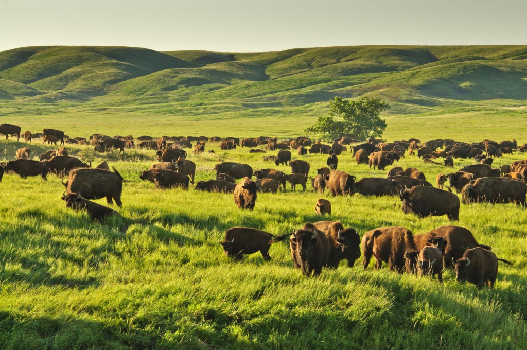 Normalerweise grasen die Büffel friedlich in den malerischen Hügeln des Custer State Parks_Copyright SD Tourism