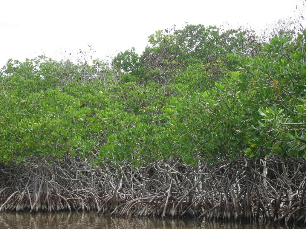Ich seh den Wald vor lauter Mangroven nicht_Copyright Wiebke Flegel-Wulf