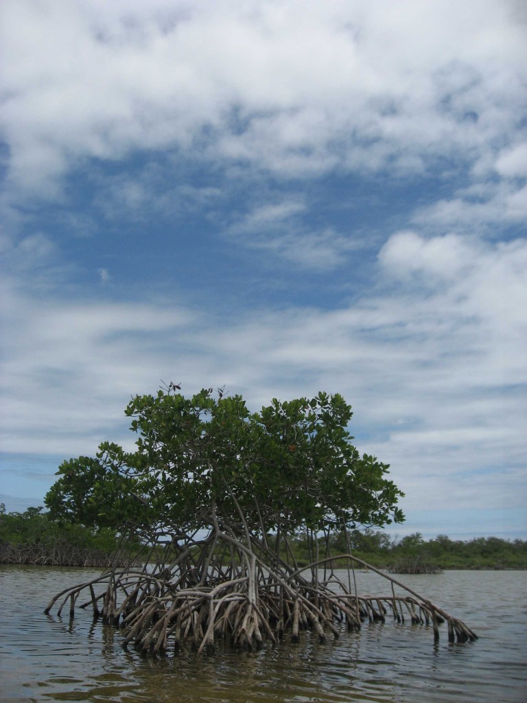 Inmitten des Mangrovenwaldes tut sich ein kleiner See auf_Copyright Wiebke Flegel-Wulf